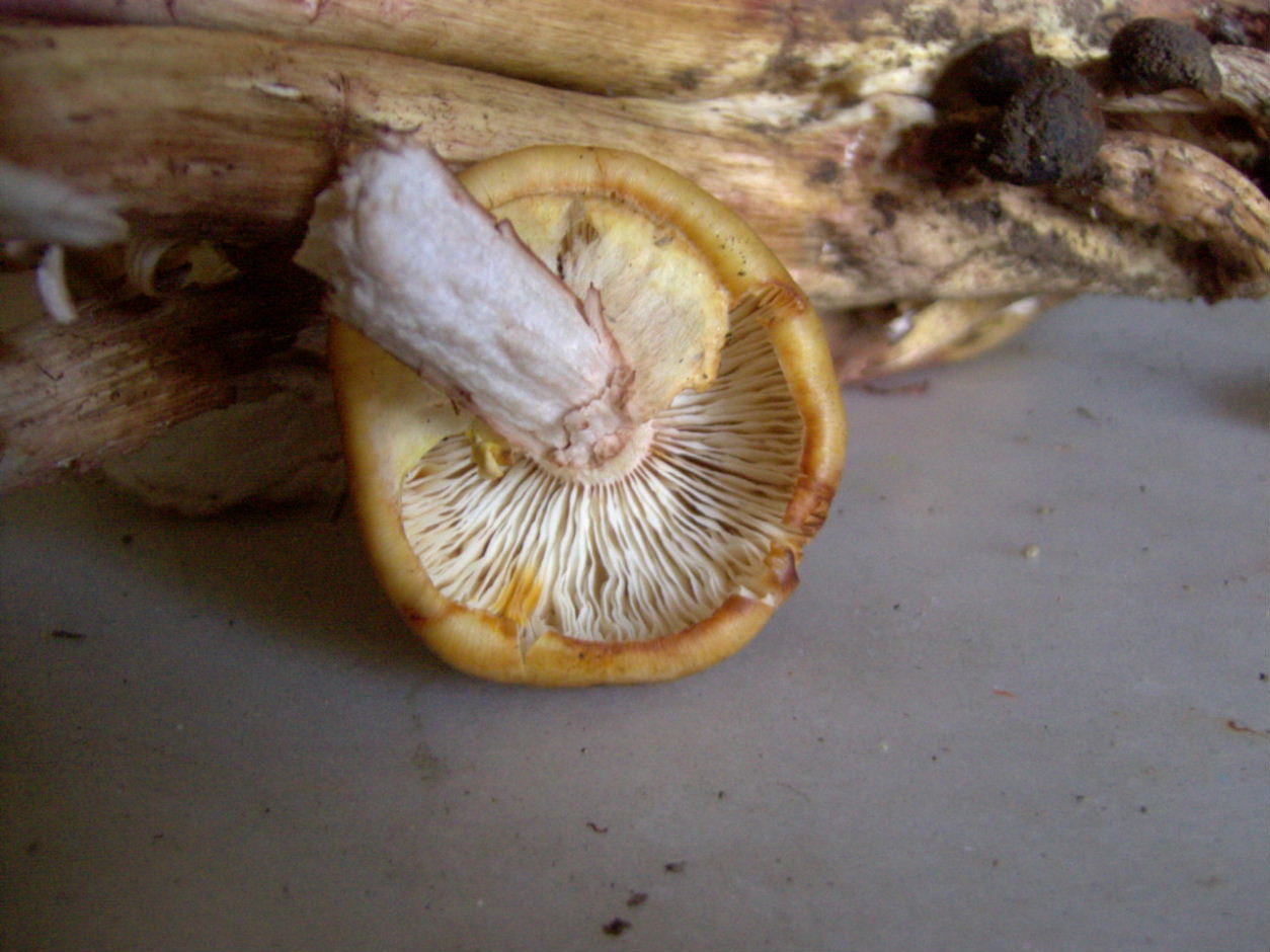 Armillaria mellea?